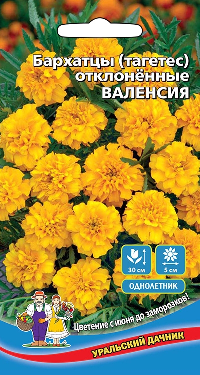 Бархатцы Валенсия отклоненные Уральский Дачник