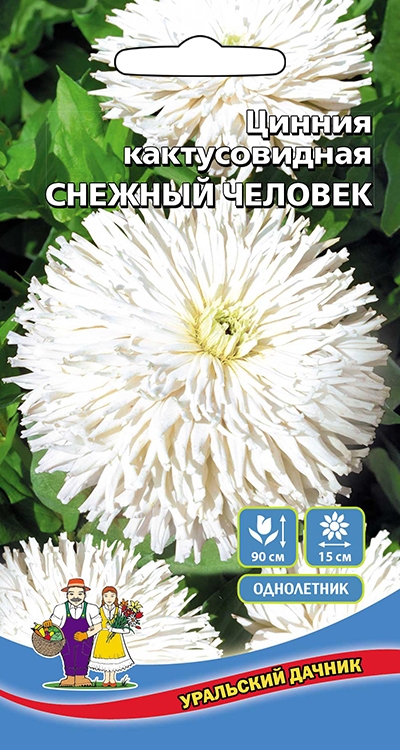 Цинния Снежный человек кактусовидная Уральский Дачник