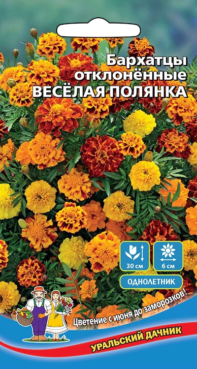 Бархатцы Веселая Полянка отклоненные Уральский Дачник